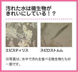 汚れた水は微生物がきれいにしている！？