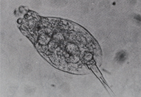 下水道ビデオ鑑賞